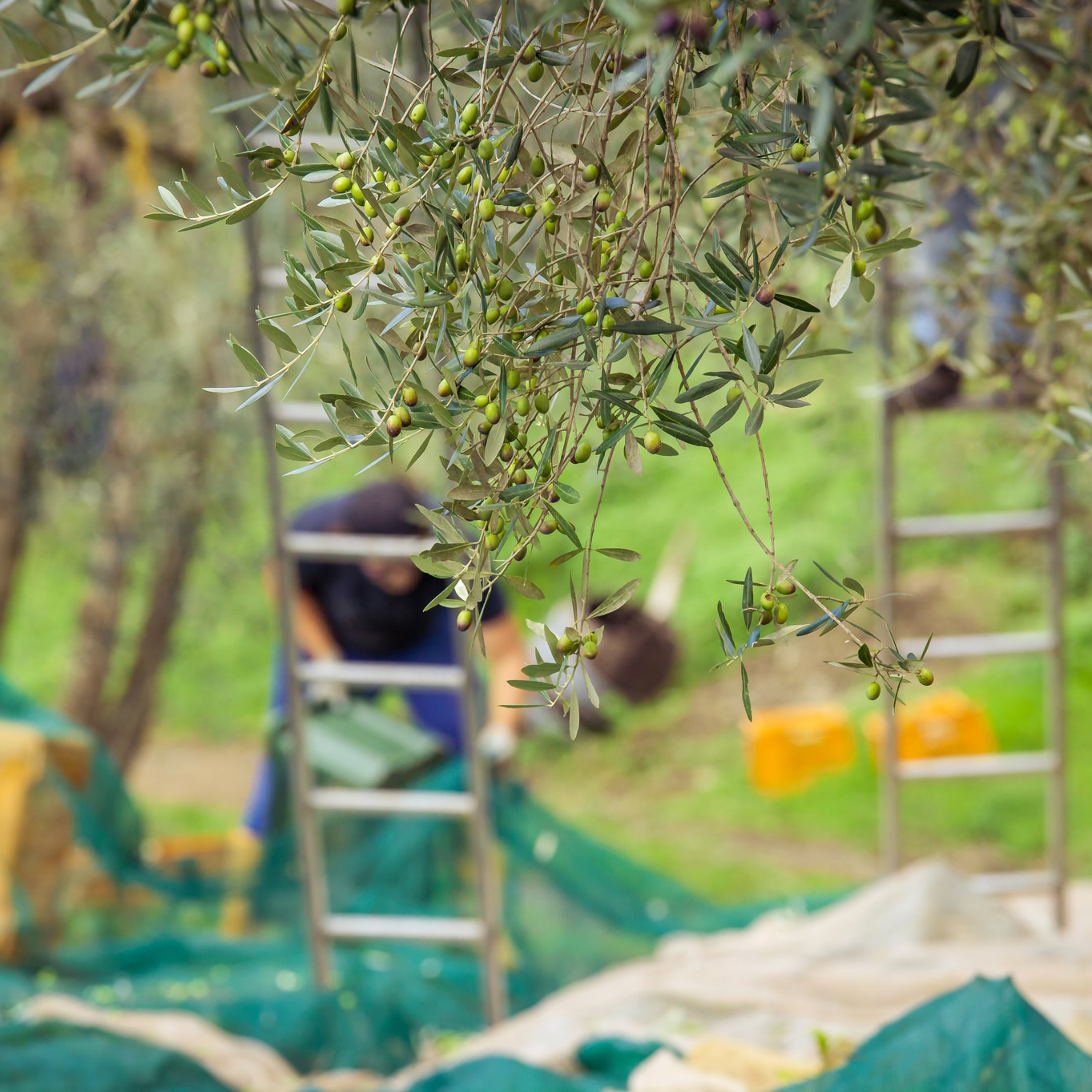Villa Cilnia - La raccolta delle olive